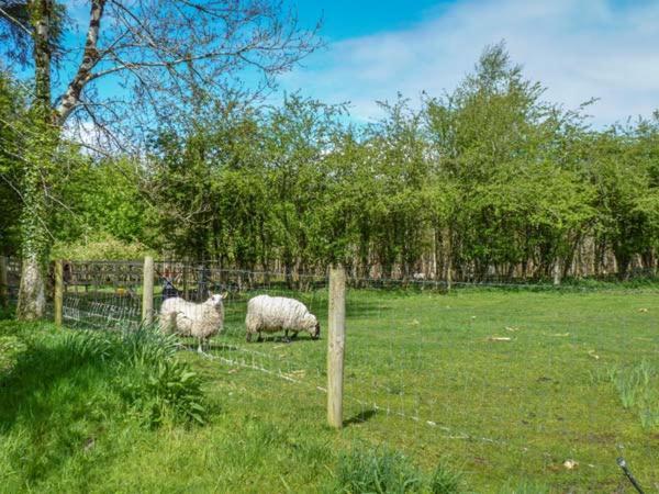 Hawthorn Farm Cottage, Curry Exteriör bild